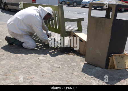 Apicoltore raccogliendo uno sciame di miele selvatico api in Kirbymoorside Market Place North Yorkshire Foto Stock