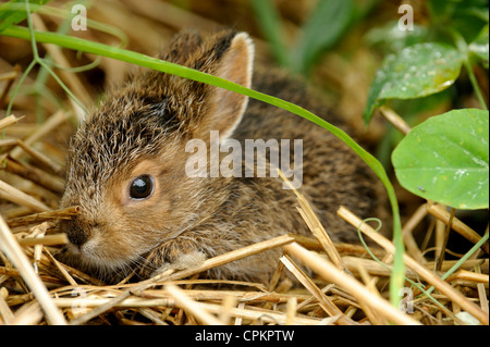 Variando lepre (Lepus americanus) Baby rabbit nascondere in un orto, maggiore Sudbury, Ontario, Canada Foto Stock