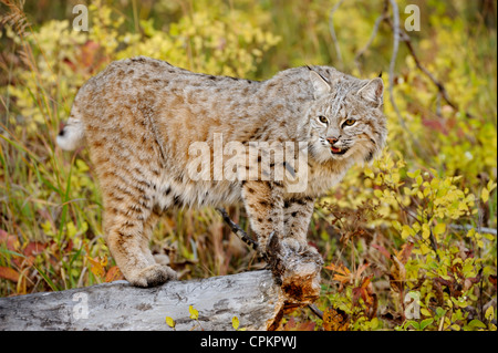 Bobcat (Lynx rufus)- captive adulto, Bozeman, Montana, USA Foto Stock