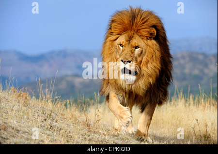 Barberia lion (Panthera leo), estinta in wild- captive, Bozeman, Montana, USA Foto Stock