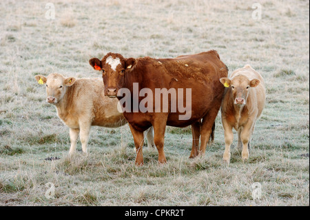 Bovini in autunno il pascolo, Sundre, Alberta, Canada Foto Stock