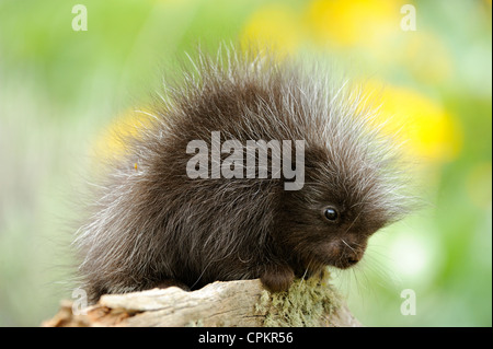 Porcupine (Erethizon dorsatum) baby- captive campione, Bozeman, Montana, USA Foto Stock