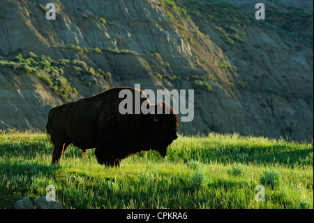 I bisonti americani (Bison bison), Theodore Roosevelt Parchi Nazionali, il Dakota del Nord, STATI UNITI D'AMERICA Foto Stock