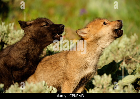 Lupo (Canis lupus) neonati al den- captive campione, Bozeman, Montana, USA Foto Stock