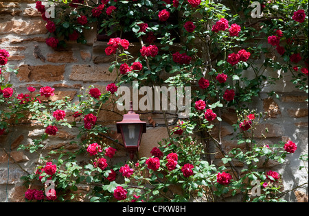 Rose rosse sul muro di pietra, ardeche, Francia Foto Stock