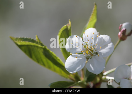 Close-up shot di fiori di ciliegio su un albero di fioritura Foto Stock