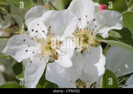 Close-up shot di fiori di Apple su un albero di fioritura Foto Stock