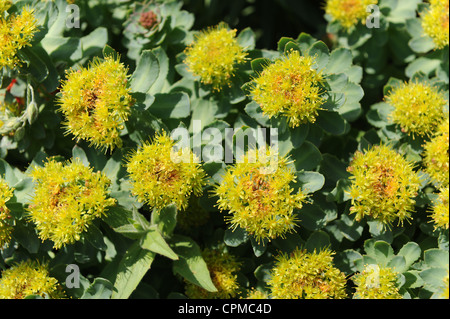 Rhodiola rosea o radice dorata, Roseroot, la Verga di Aronne nel Regno Unito Foto Stock