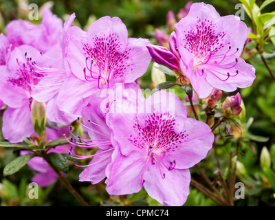 Close up viola Azalee in fiore in Exbury gardens, Hampshire, Regno Unito Foto Stock