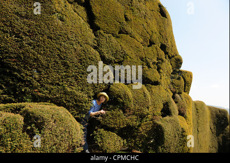 Donna che guarda l'inglese Yew Hedge Foto Stock