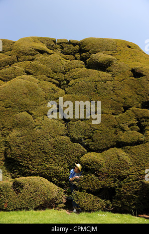 Donna che guarda l'inglese Yew Hedge Foto Stock