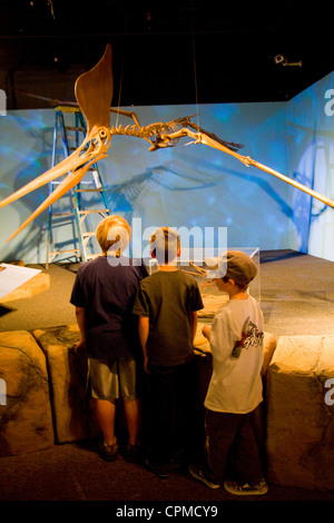 I dinosauri e più in Arizona Museo di Storia Naturale -- il museo unico nel suo genere nella grande area di Phoenix, Mesa, AZ, Stati Uniti d'America Foto Stock