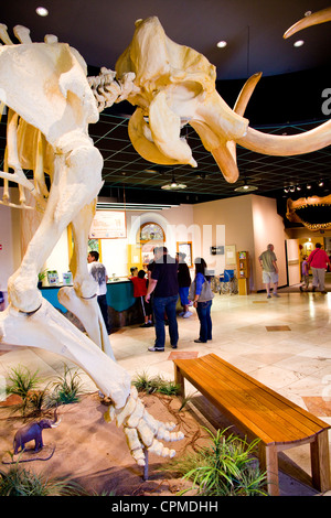 I dinosauri e più in Arizona Museo di Storia Naturale -- il museo unico nel suo genere nella grande area di Phoenix, Mesa, AZ, Stati Uniti d'America Foto Stock