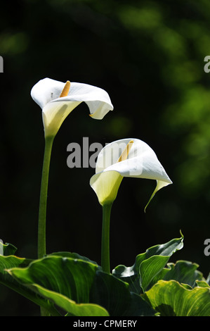 Giglio di Arum Foto Stock