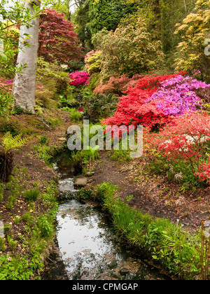 Un flusso nel giardino giapponese con azalee e rododendri in Exbury gardens, Hampshire. Regno Unito Foto Stock