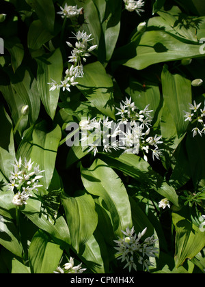 Ramsons, Allium ursinum - aglio selvatico, REGNO UNITO Foto Stock