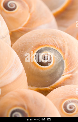 Luna di vitello va a passo di lumaca su bianco Foto Stock