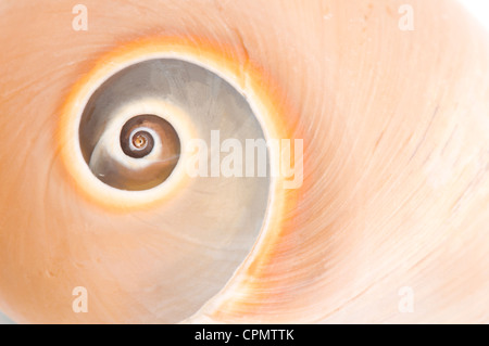 Luna di vitello va a passo di lumaca su bianco Foto Stock