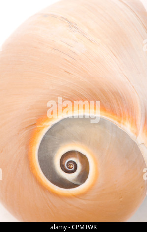 Luna di vitello va a passo di lumaca su bianco Foto Stock