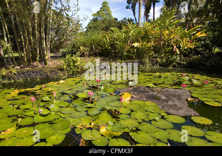 Elk284-2121 Hawaii, HI, Hilo, Nani Mau Gardens, laghetto di ninfee Foto Stock