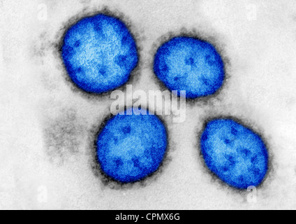 VIRUS DI LASSA Foto Stock