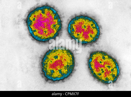 VIRUS DI LASSA Foto Stock