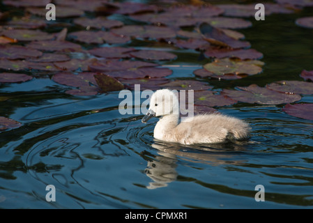 Baby cigni solo 4 giorni tra lily baccelli, visto in Cambourne, Cambridgeshire. Regno Unito. Foto Stock