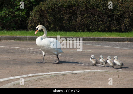 Famiglia di cigni attraversare la strada. Cambourne, Inghilterra. Foto Stock