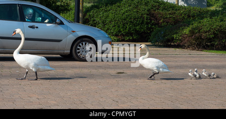 Famiglia di cigni attraversare la strada. Cambourne, Inghilterra. Foto Stock