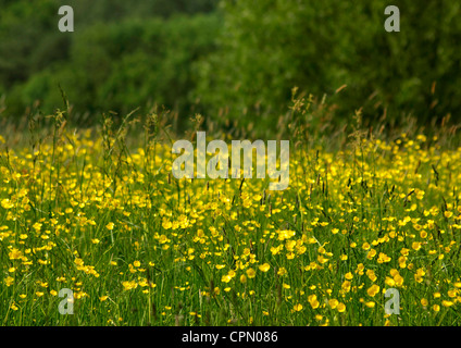 Un campo di renoncules Foto Stock