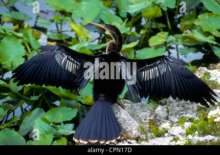 Un elegante Anhinga waterbird si diffonde il suo nero ali e la coda per asciugare le sue piume dopo le immersioni per i pesci in Everglades National Park in Florida, Stati Uniti d'America. Foto Stock