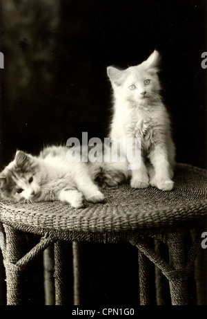 Due gatti Persiani su alti Round Stand di vimini Foto Stock