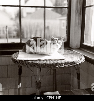 Cat ensoleillement stesso su un alto Tabella di vimini Foto Stock