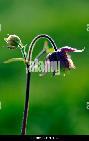 Aquilegia ardito perenne di fiori da giardino Foto Stock