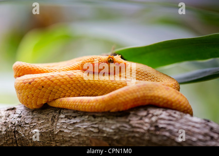 Golden Viper di ciglia Foto Stock