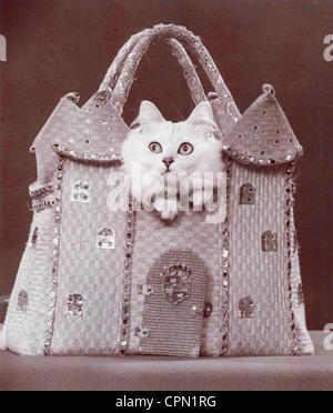 Bianco gatto persiano in castello Pocketbook Foto Stock