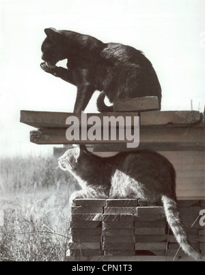 Azienda Agricola gatti la visione di un campo Foto Stock