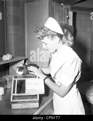 L'infermiera che frequentano l'inerme cavia di nome stupido Foto Stock