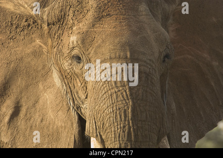 L'elefante nella pianura-close up Foto Stock