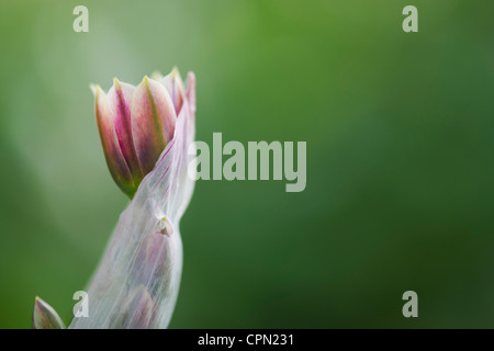 Nectaroscordum siculum. Allium siculum fiori Foto Stock