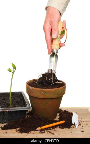 Il trapianto di mano una piantina utilizzando una piantina frattazzo su un banco di incapsulazione Foto Stock