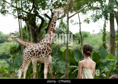 Ragazza guardando le giraffe allo zoo Foto Stock