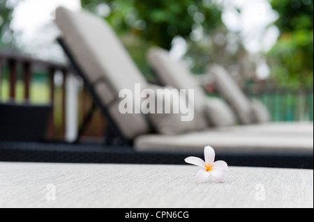 Fiore di frangipani Foto Stock