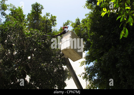 L'uomo il taglio di un ramo di un albero da tel aviv in Israele Foto Stock