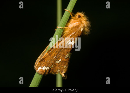 Un piccolo marrone moth, oro Swift (Phymatopus hecta), poggiante sull'erba. Foto Stock