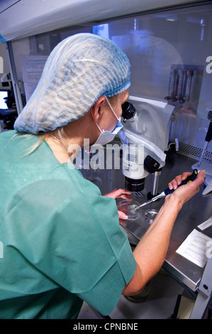 FECONDAZIONE IN VITRO Foto Stock