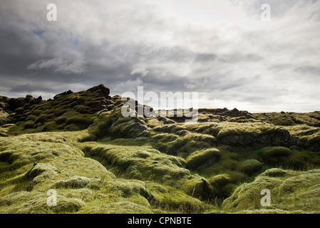 Moss-coperto campo di lava, Islanda Foto Stock