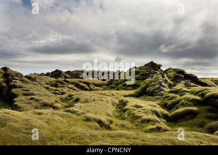 Moss-coperto campo di lava, Islanda Foto Stock