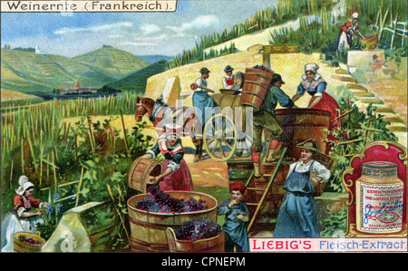 Agricoltura, vendemmia, vendemmia, Liebig raccolta foto, Francia, circa 1900, diritti aggiuntivi-clearences-non disponibile Foto Stock