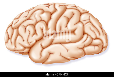 ILLUSTRAZIONE DEL CERVELLO Foto Stock